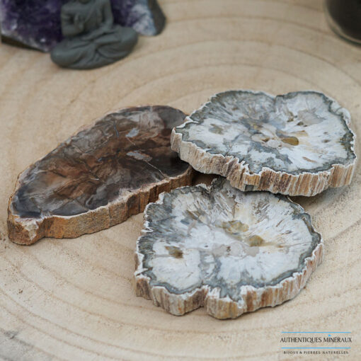 Bois fossile