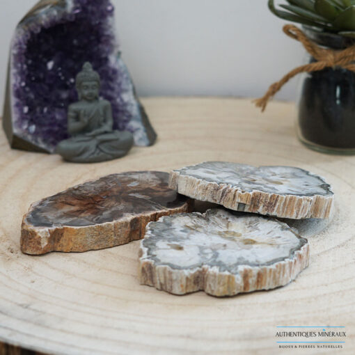 Bois fossile